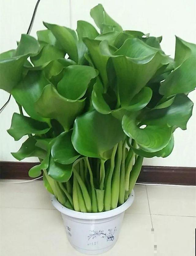 这花是个大“祸害”，20元一棵还有人买，啥时候洗白的？