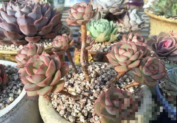 爱上多肉8年，她付出了所有，数量多到可以摆满整个天台！