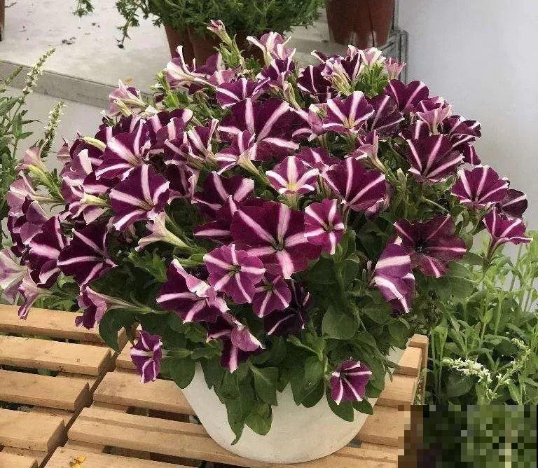 哪些花好养？首选牡丹吊兰，1个月长成小瀑布！