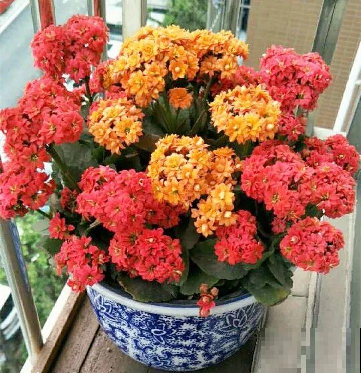 5种花开完赶紧剪一刀，10天一勺肥，还能再开2、3次！
