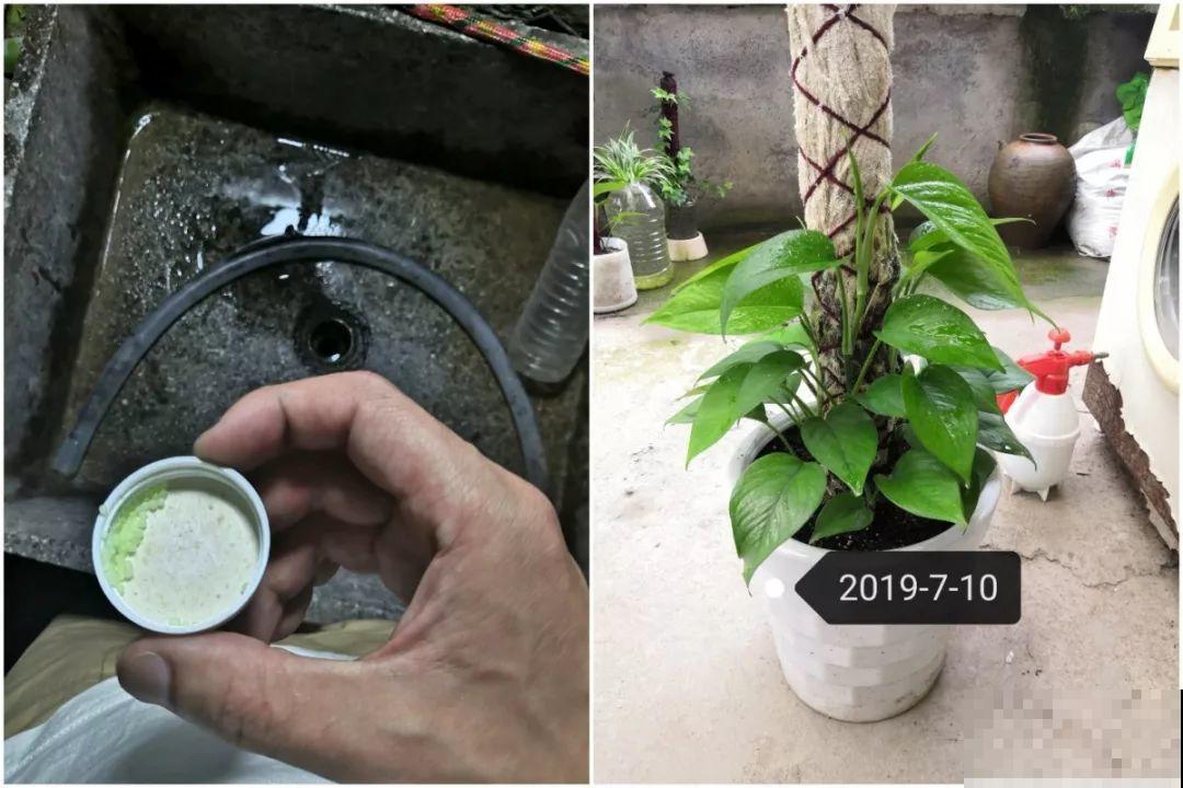 绿萝绑在柱子上，4个月蹿到2米高，一片叶子比脸大！