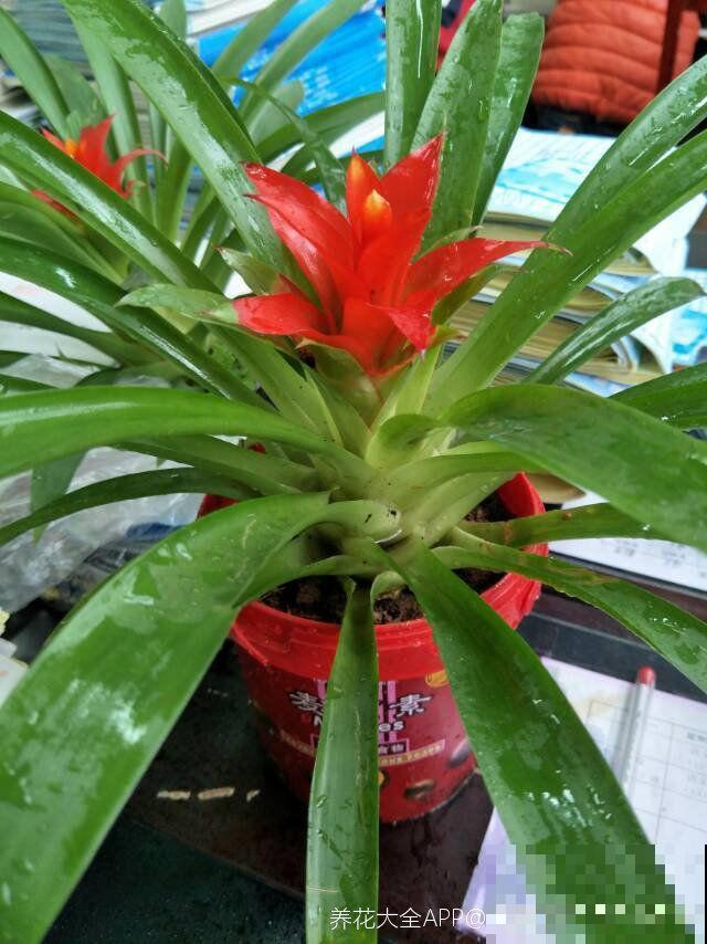 这花一开就是半年，阳光晒一晒，颜色鲜艳像打了蜡！