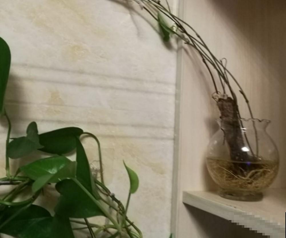 农村种了一院子，那时候不认的，现在却抢着吃！