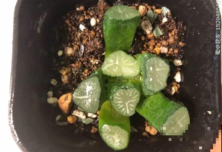 8种多肉不抗晒，颜色都能给晒没了，赶紧挪个地儿！
