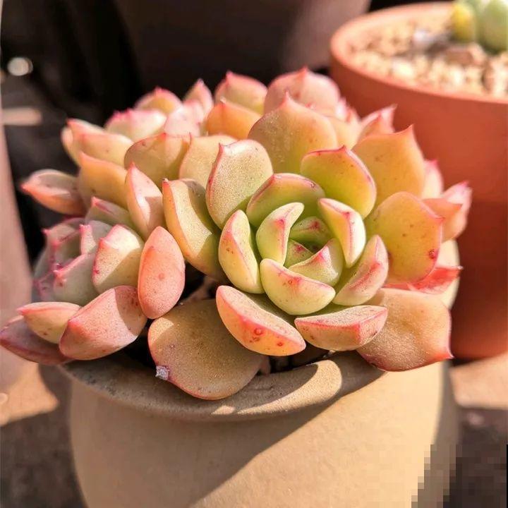 秋冬养了这种花，只要给它晒太阳，不用施肥都长胖！