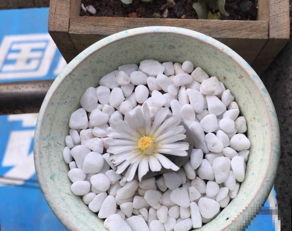 原来生石花也能开花，一个一个人小花漂亮，关键还能够收获种子