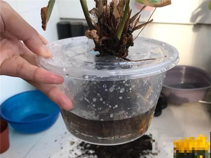 11月逛花市，这10种花还是别买了，养不活浪费钱！