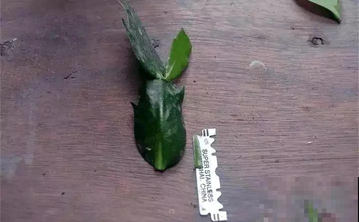 蟹爪兰绑树枝上，花量猛增不烂根，咋养都不死！