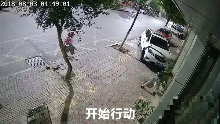 养了两年的宝贝花，大晚上被老太太偷走，太气人！