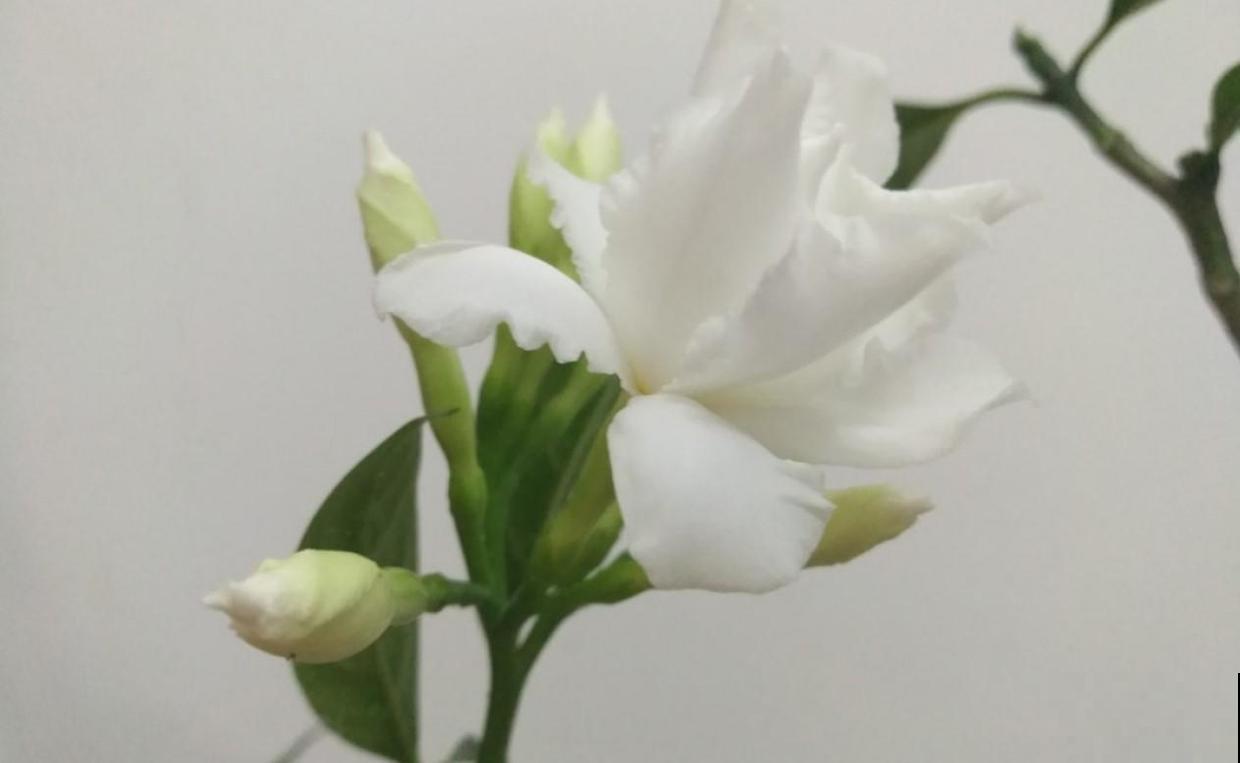 买栀子花看清楚，小心是狗牙花，不过这花值得养！