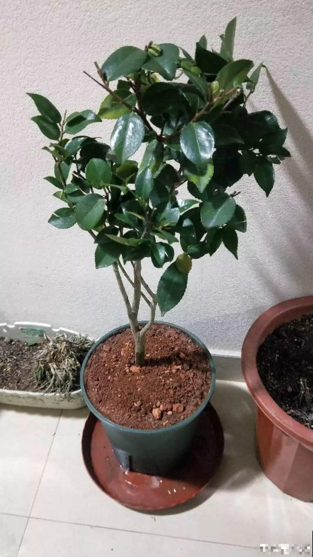 3种花别乱浇水，水越多越不开花，难怪这么多年不见一个花骨朵！