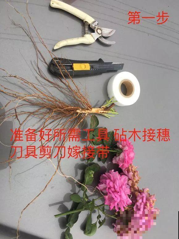 10块钱的月季，他养两年，转眼价格翻了几十倍！
