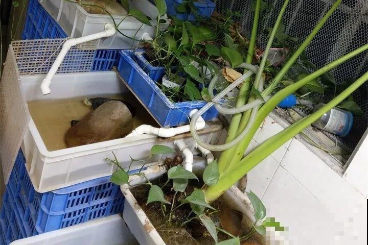 这花长得2米高，拎出来一看，结出30个小芋头！
