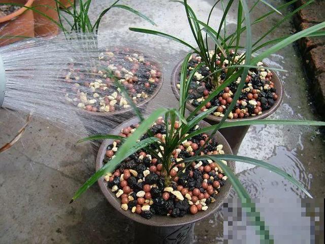 8种花秋冬要穷养，水一多就烂根，再不救只剩空盆！