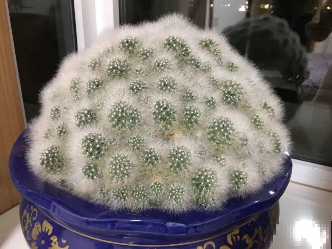 这8种花，养养就成巨无霸，3个大汉都搬不动！