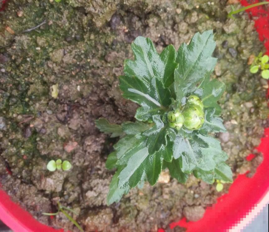 新手养花养这几种，选对了，养啥花啥花旺！