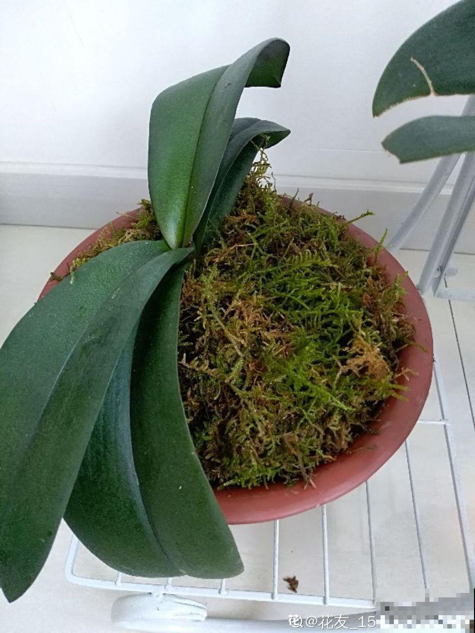 这花就得虐着养，套个袋子捂一捂，揭开立马冒花苞！