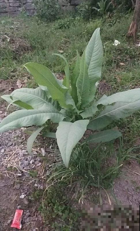 这菜营养多多种植简单，现在撒点种子就能长，再晚就来不及了！
