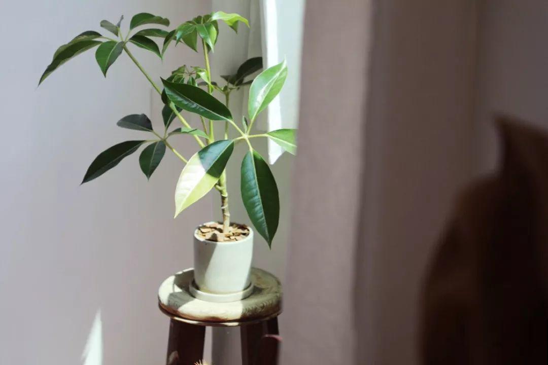 20种耐阴花，比绿萝好养，摆客厅名贵又有范儿！
