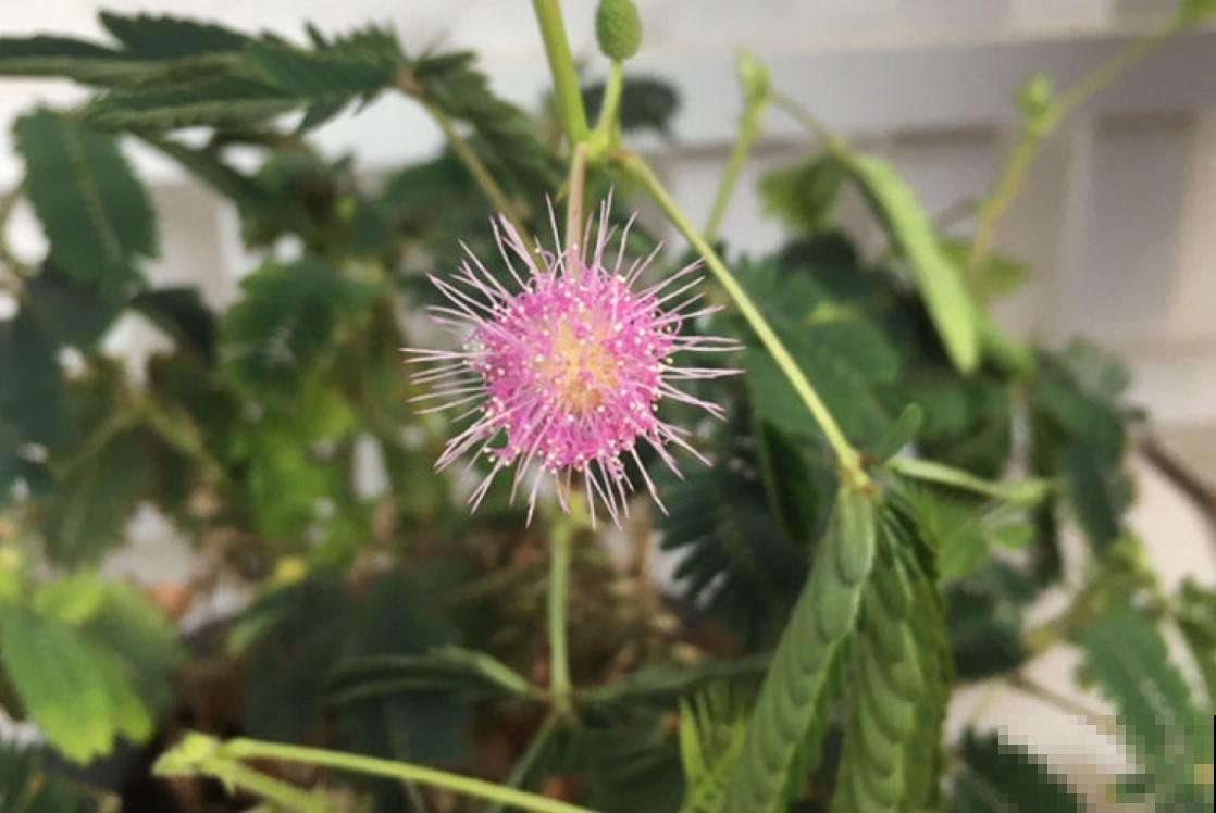 这些奇怪的花真好养，一个一个奇怪，养起来还解压！