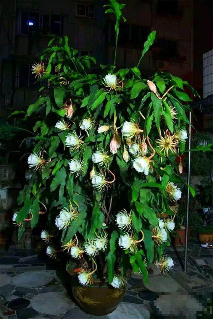 这6种花快施肥，根壮叶绿，还能提早开花！