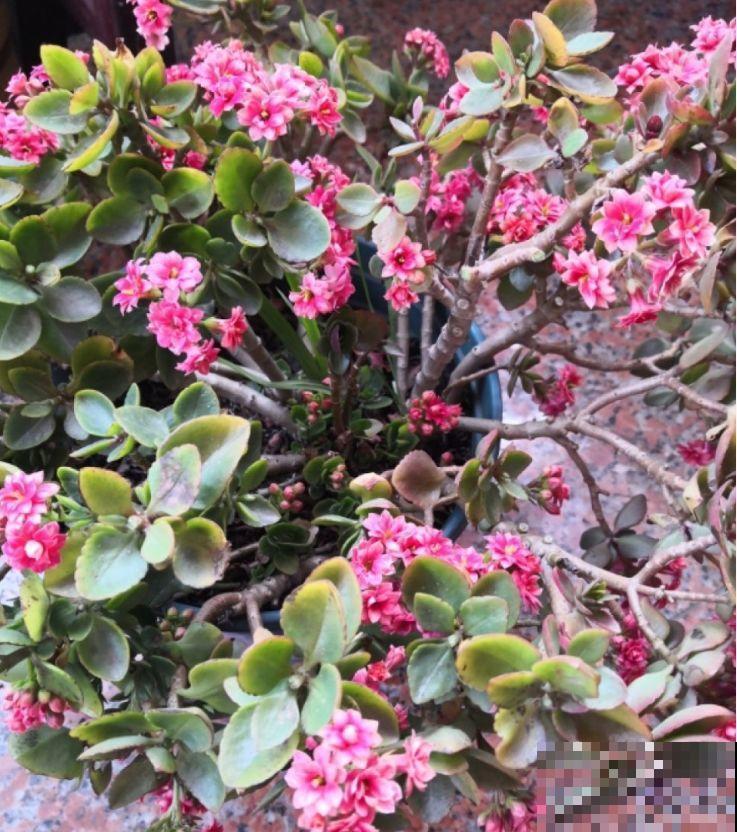 长寿花这么养，开成一个花球，一年到头叶子绿油油！