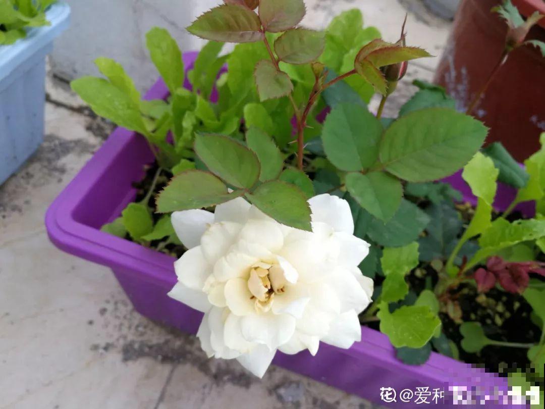这3种花最好别扦插，越养越难看，重瓣花也能变单瓣！