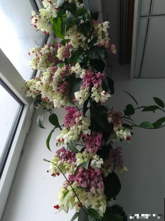最受欢迎的贵气花，家里养一盆，富贵临门寓意好