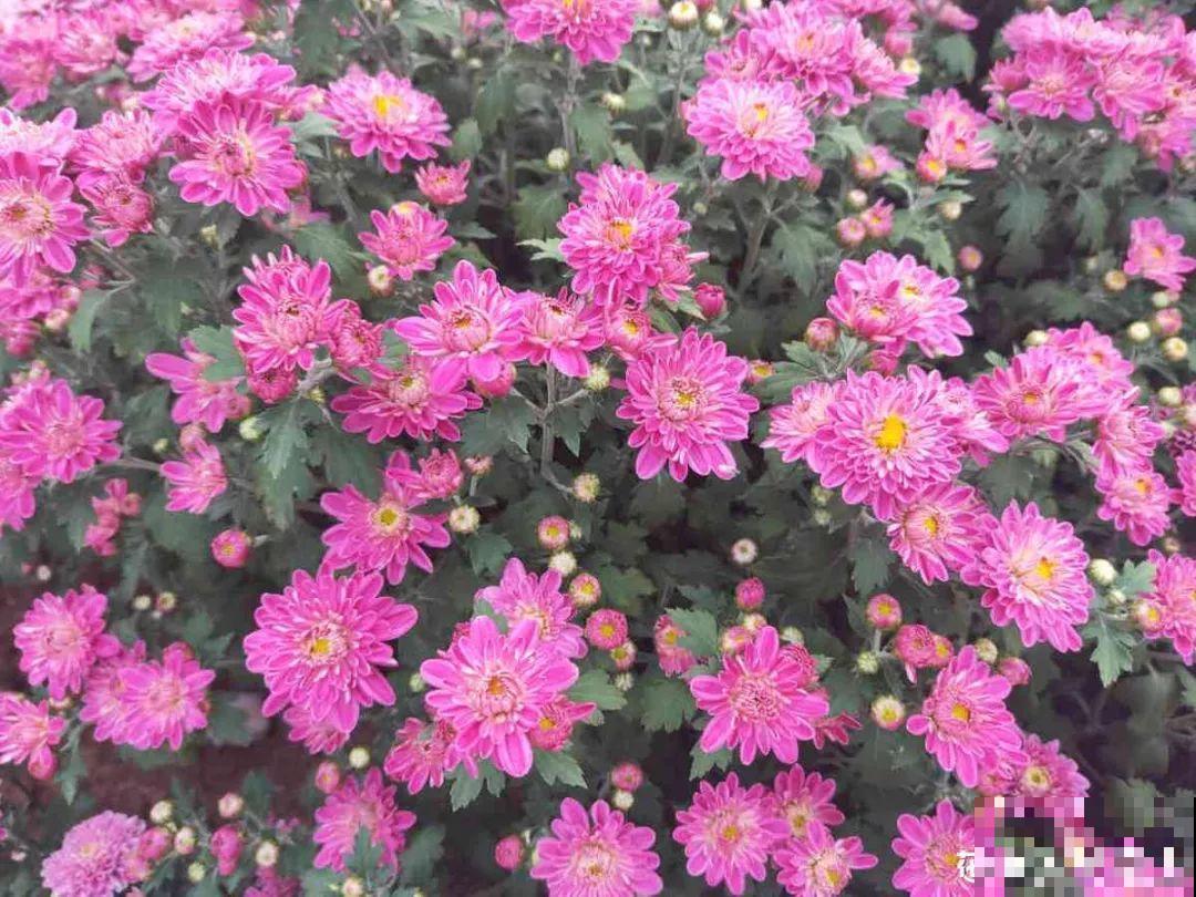 5种花开完赶紧剪一刀，10天一勺肥，还能再开2、3次！