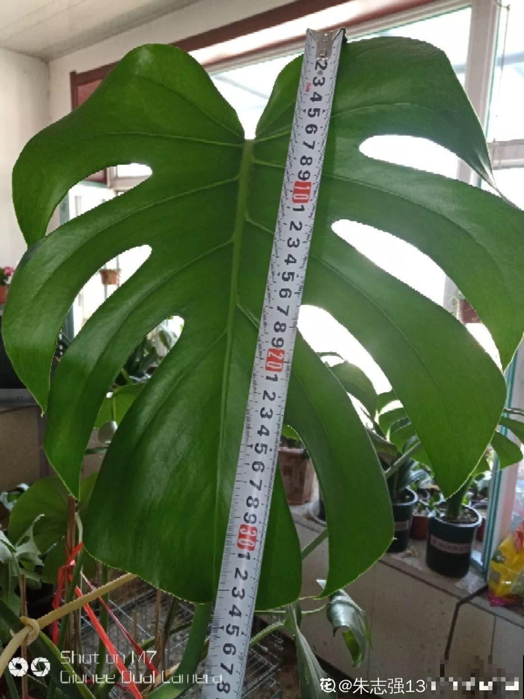 这4种花在他们手里，个个长成巨无霸，到底喂了啥好东西！