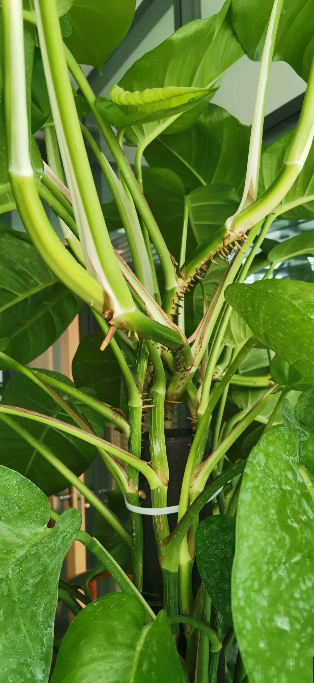 4种花爱长胡子，越多长越好，看到了可别瞎剪！