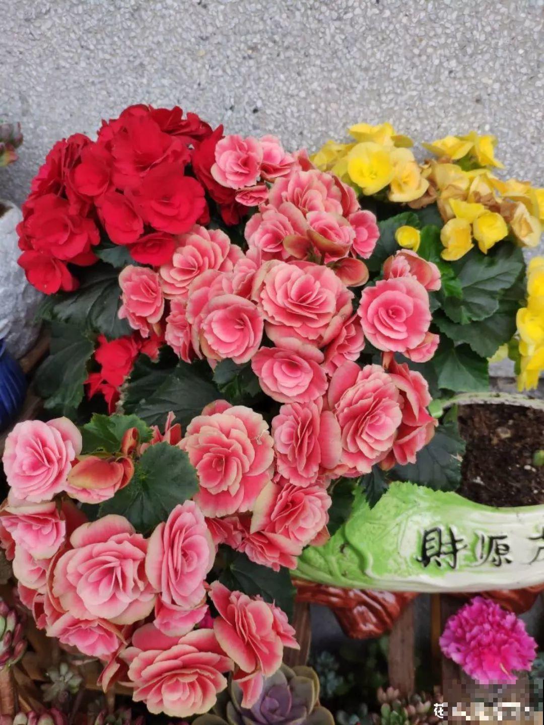 20种花不怕冷，大冬天照样开花，南北方都能养！
