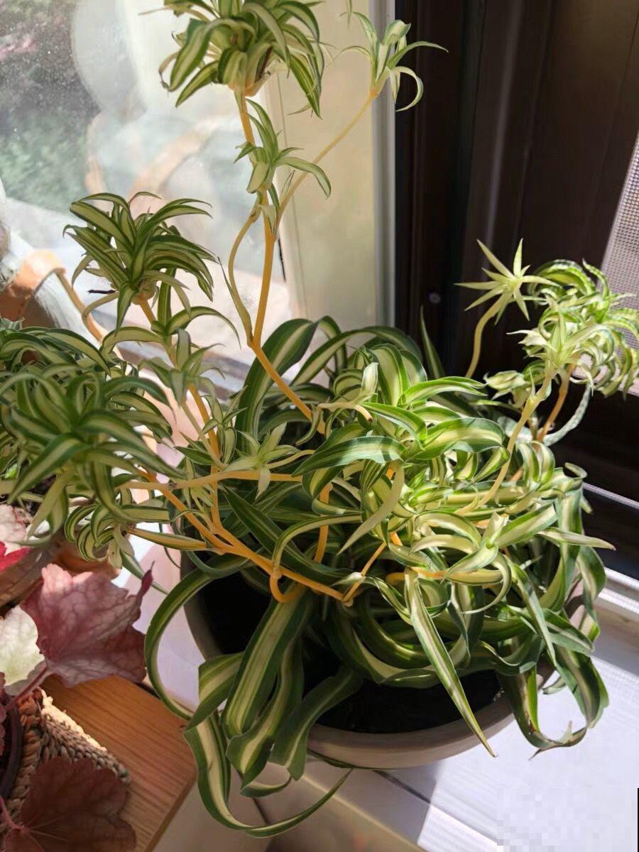 这种吊兰，叶子越卷越好看，家里养盆太有格调！