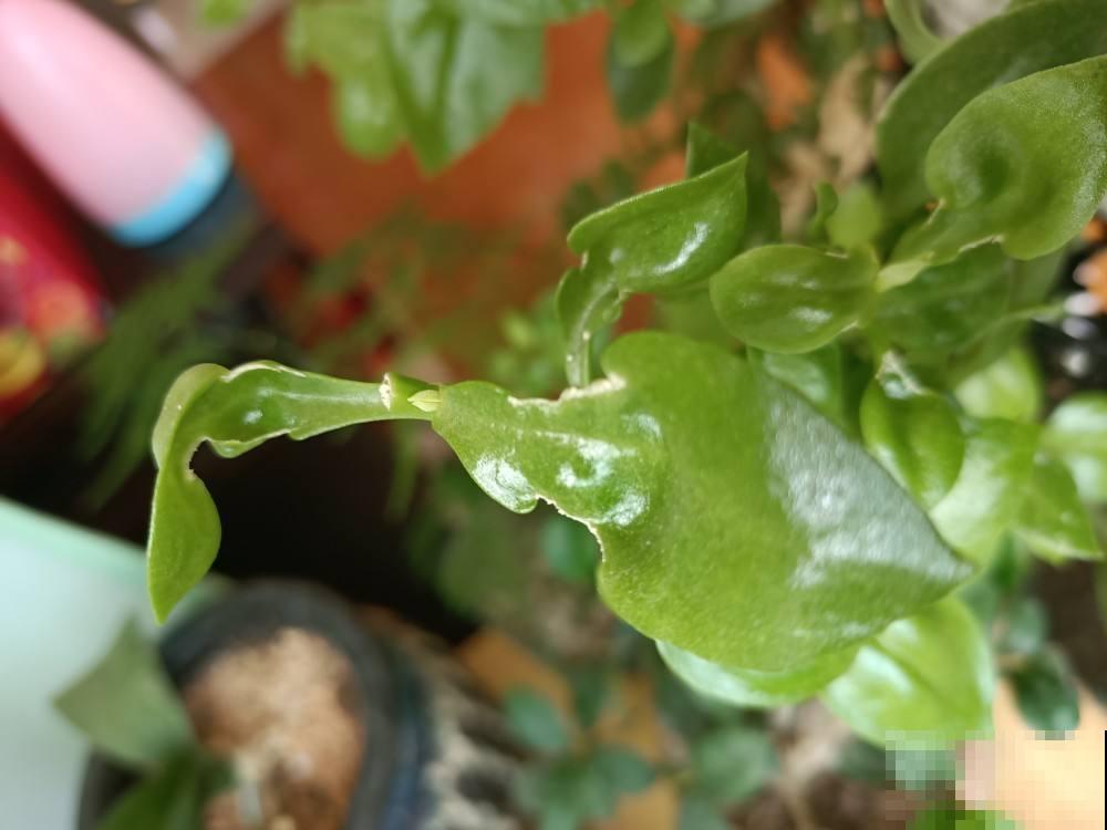 秋天在阳台养花，这样自己制作肥料，不花钱就能把植物养爆盆