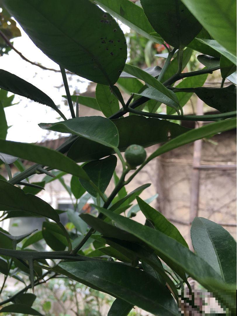 这水果真馋人，在阳台就能种，树叶茂果实多