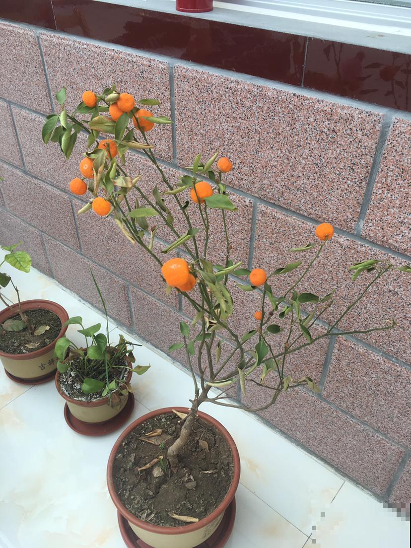 这水果真馋人，在阳台就能种，树叶茂果实多