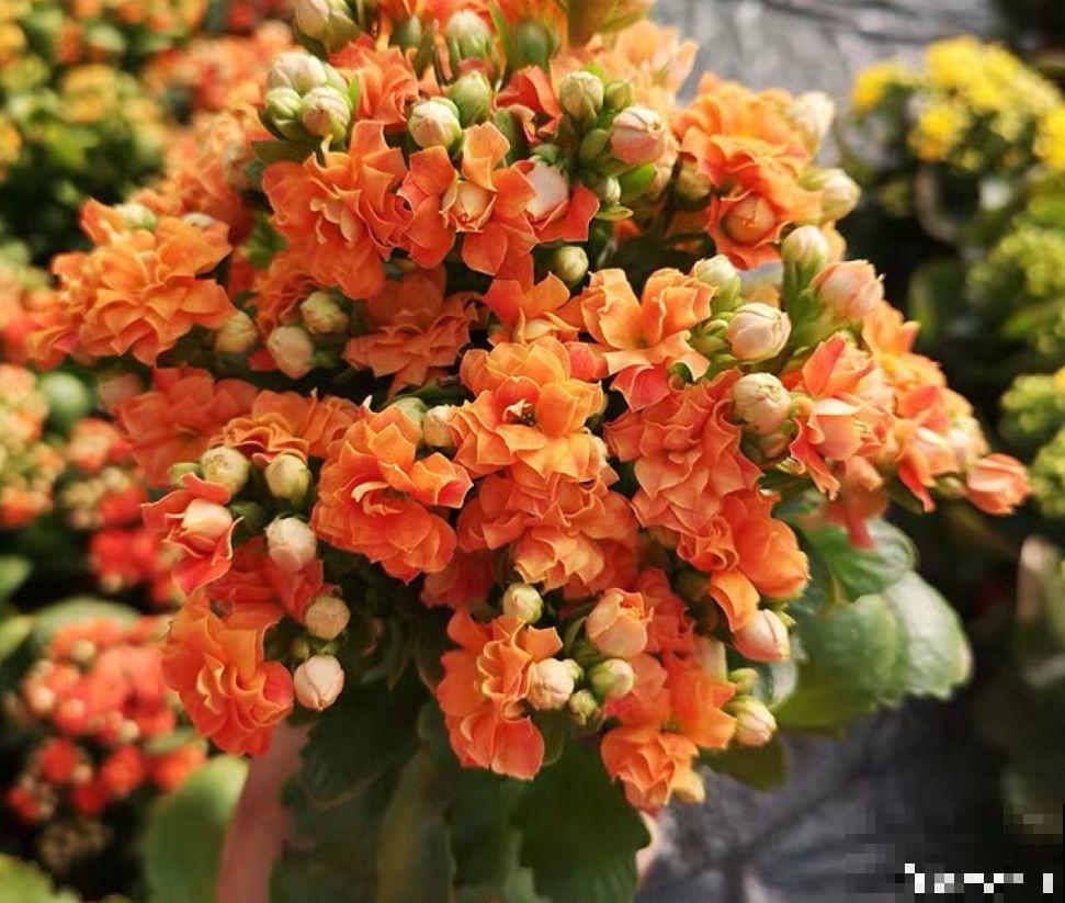 这4种花能开好几个月，窗台再小也能养，年年开爆盆！