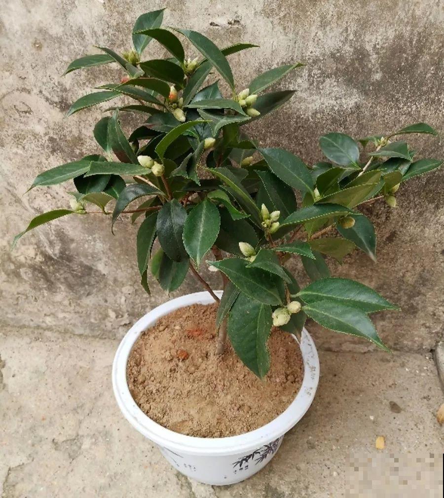 这6种花，先别往屋里搬，外面冻俩月，花开才更旺！
