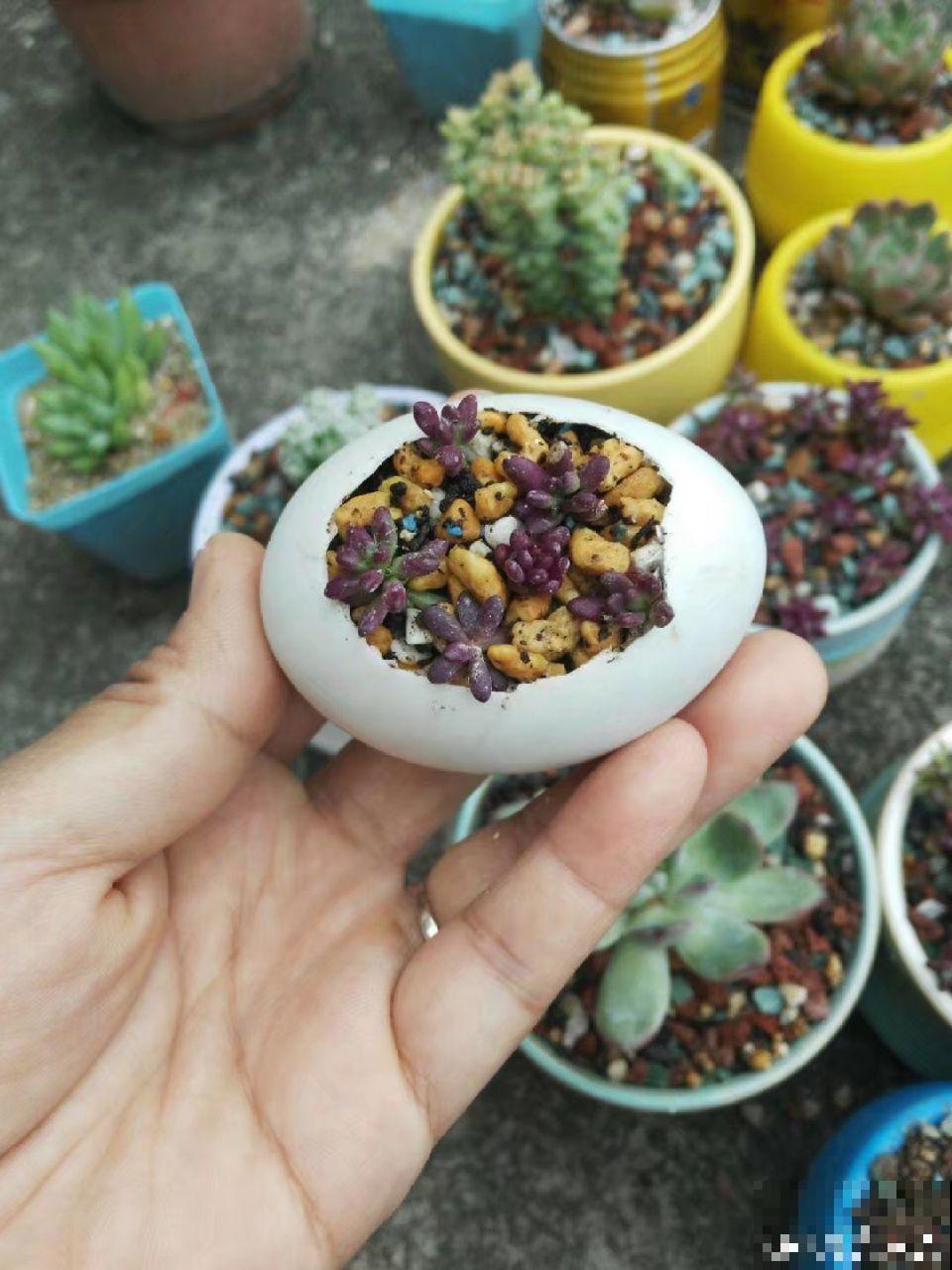 这花真让人眼馋，邻居天天跑来要，烦都烦死了！