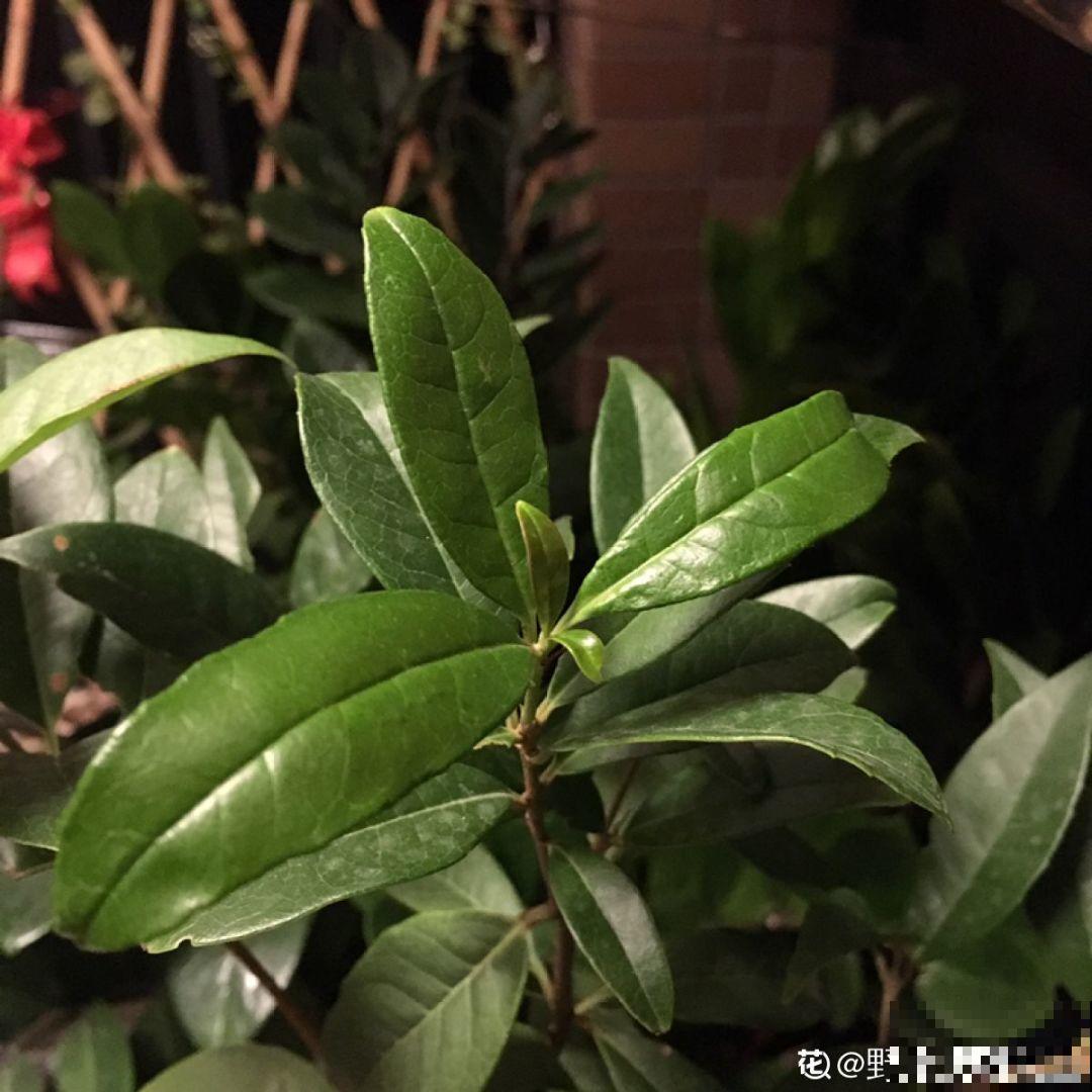 4种花太贵别买了，掐个枝就能活，能省不少买花钱！