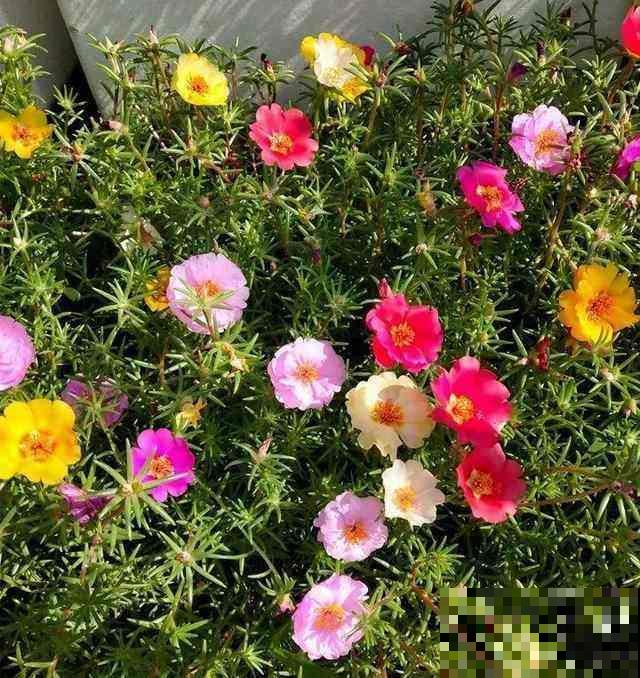 这几种花开花持久，养在阳台上，常年繁花似锦绽放美丽