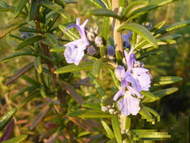 这菜开花堪比精品盆栽，你还舍得吃吗？放厨房太亮眼了！