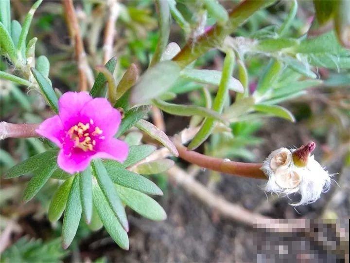 农村的马齿苋，变异后成2米老桩，很多人都争着养！
