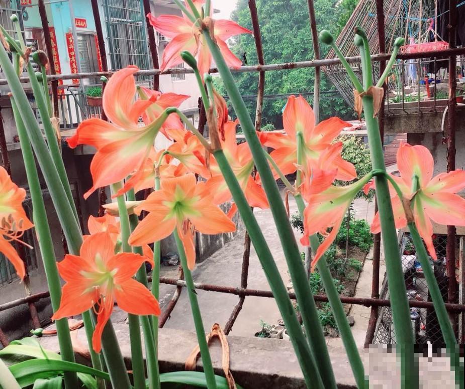 冬季买花就买这几种，好看又好养，再冷也能赏花！