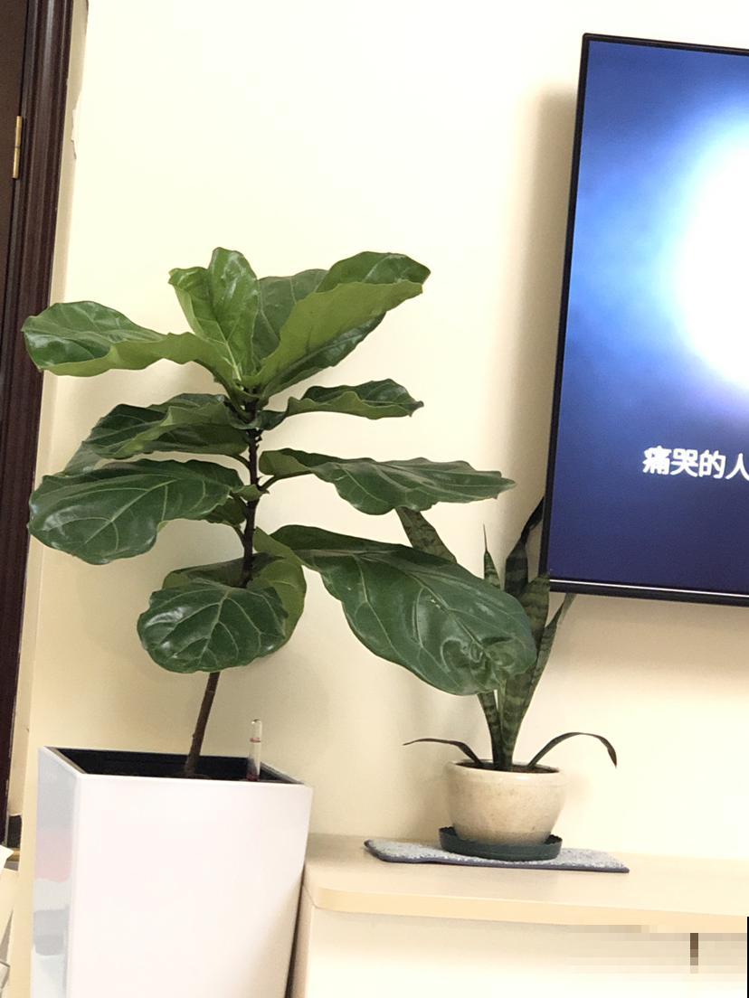 秋冬空气干燥灰尘多，在家养这几种植物，除尘除菌
