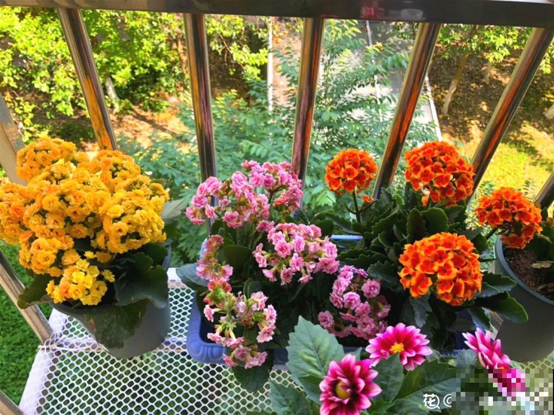 人养花，花也养人，这15种花，越养家里越干净！
