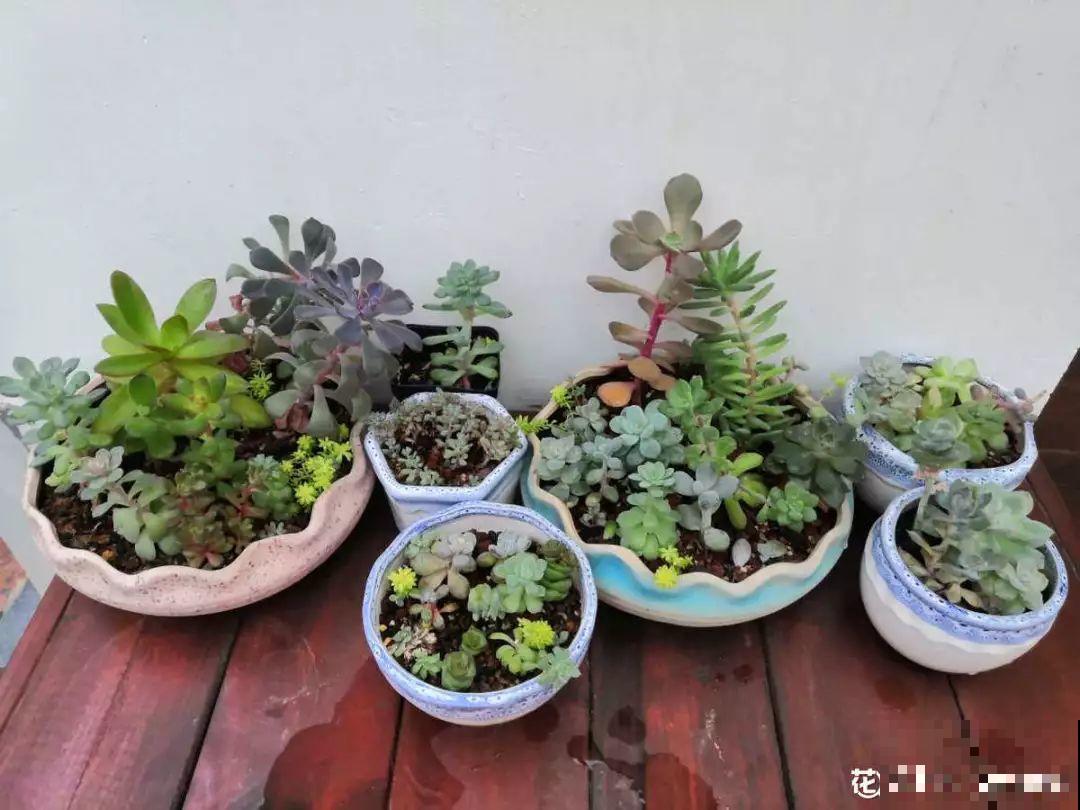 秋天给花浇水，记住3句话，安全过冬不烂根！