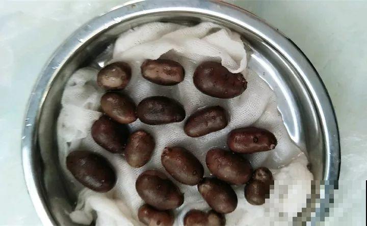 花生去壳丢水里，能吃能赏能结果，比绿萝还小清新！
