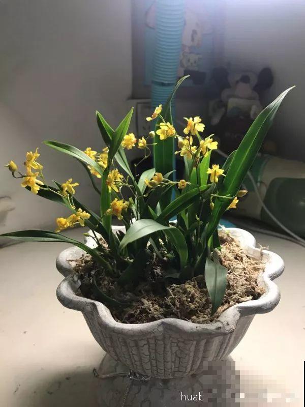 4种花不能用土养，一浇水就烂根，后悔都来不及！
