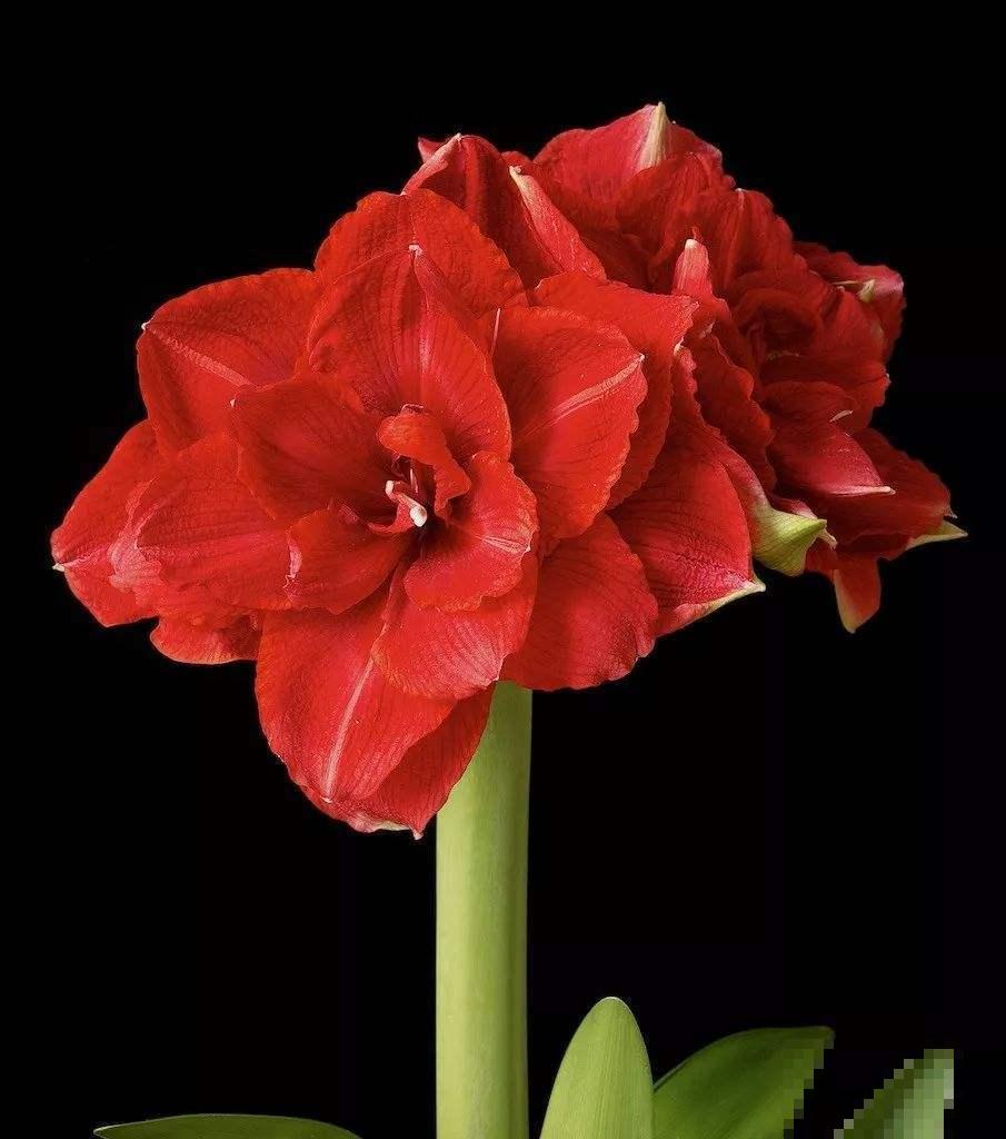 这几种花开花持久，养在阳台上，常年繁花似锦绽放美丽